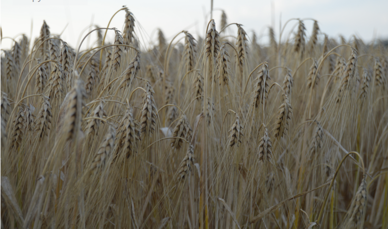 Фото автора. Июнь 2023. Колосья озимого ячменя.