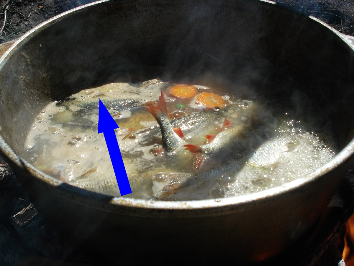    Секрет сазаньей ухи, который знали только рыбаки