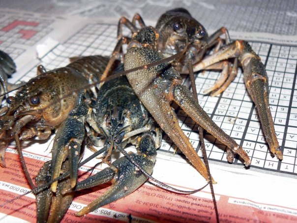 ШТРАФЫ за незаконный вылов раков увеличат более чем в ДЕСЯТЬ РАЗ!!!