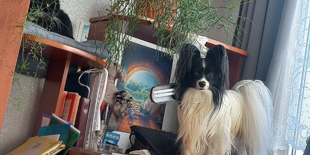 Как проверить готовность к покупке собаки