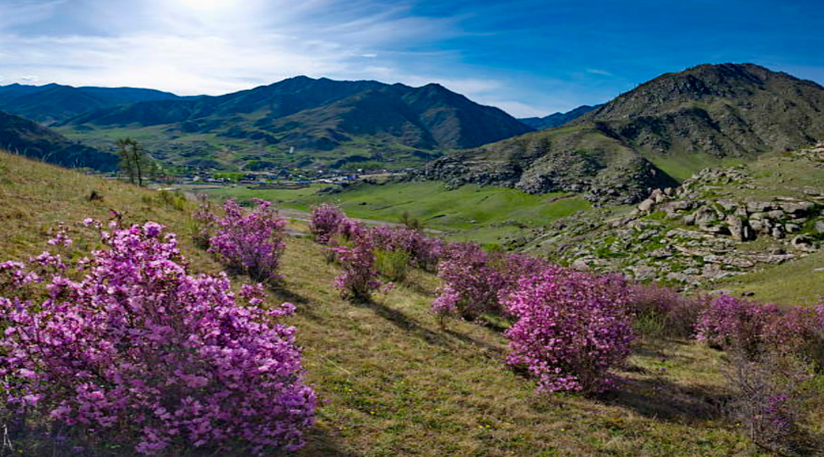 Алтай. Цветение багульника