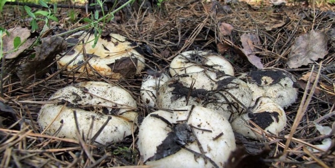 Учёные и грибники отмечают важность взаимодействия человека и природы для успешного развития грибов