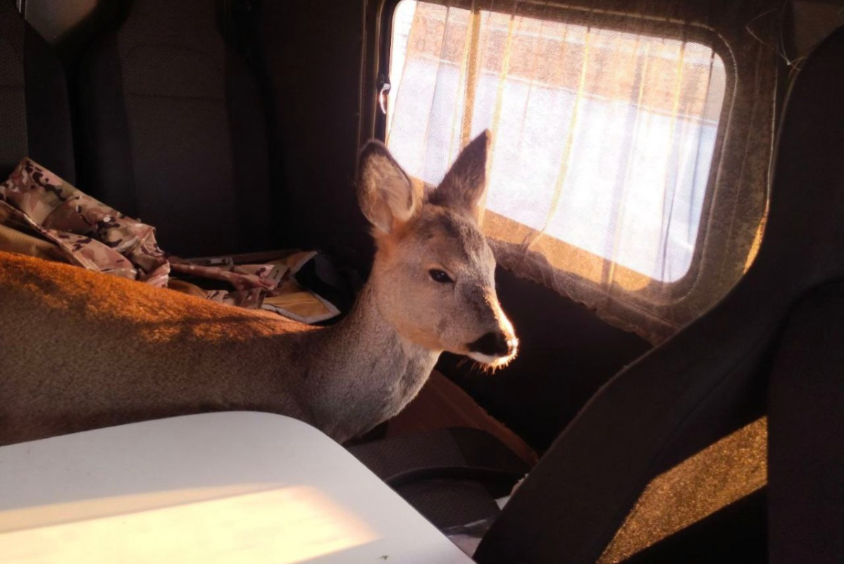    Фото: Столинский лесхоз / Telegram