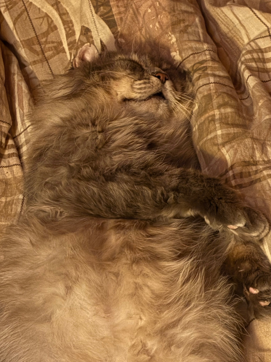 Днем я могу и у хозяйки поспать! Везде фото автора.