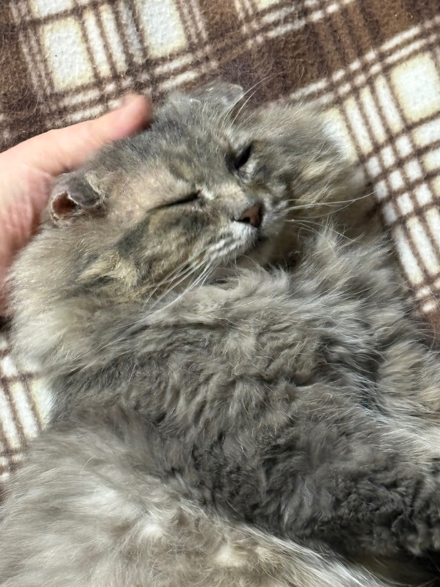 На своей любимой раскладушке.