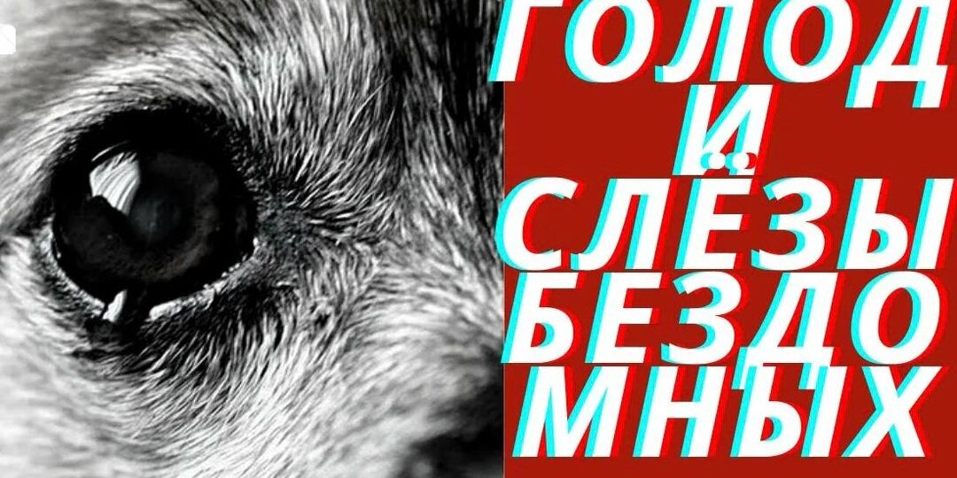 В Приюте голод.