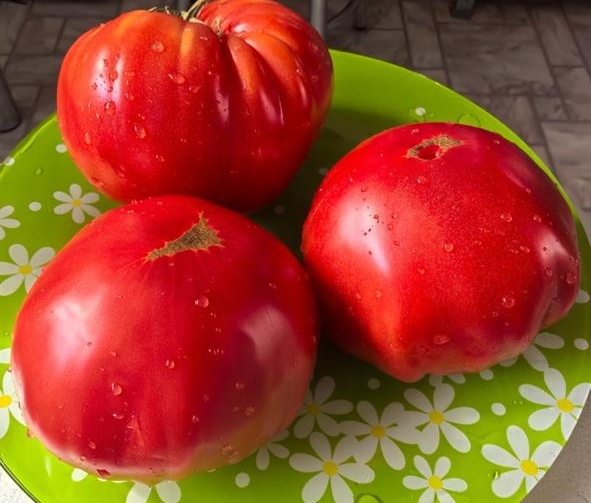 Вред и польза минеральных удобрений для томатов/ А вы как думаете?