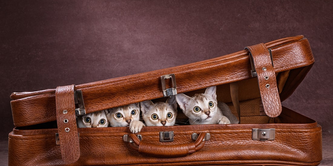 Почему котёнка нельзя забирать домой в два месяца: объясняет ветеринарный врач.