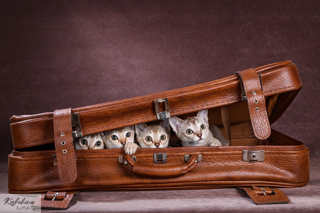 Котята породы сингапура, питомник LineSin Ru. Фотограф Евгения Кощина.