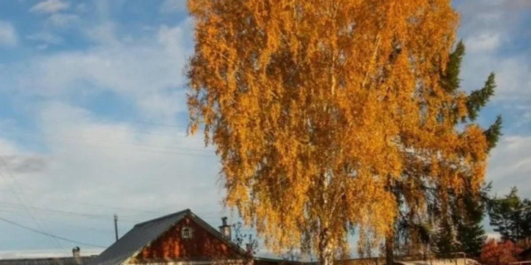 Почему русские сажали березу подальше от дома???