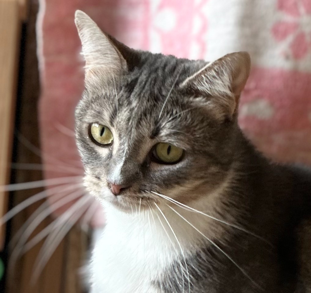 Странно что меня не замечают 😿💔