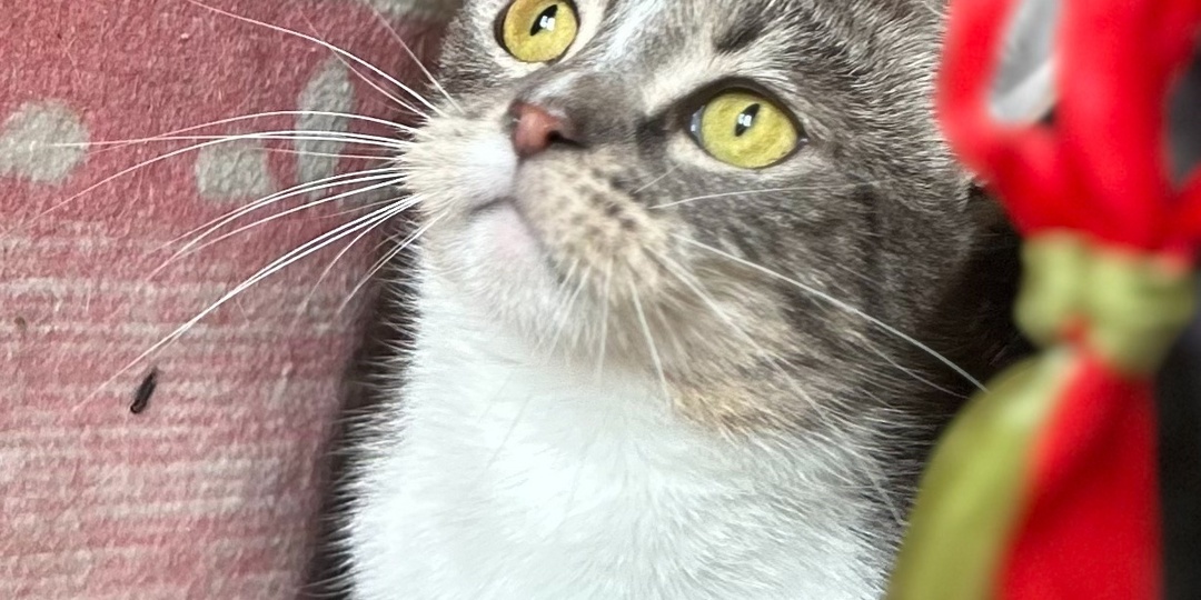 🐈Кошка обнимашка Флори хочет Чуда найти свой дом🏡