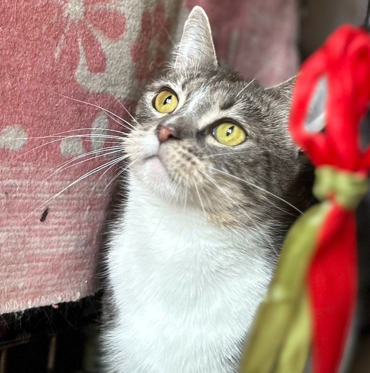  Я такая класная кошка, помогите найти мне дом🏡