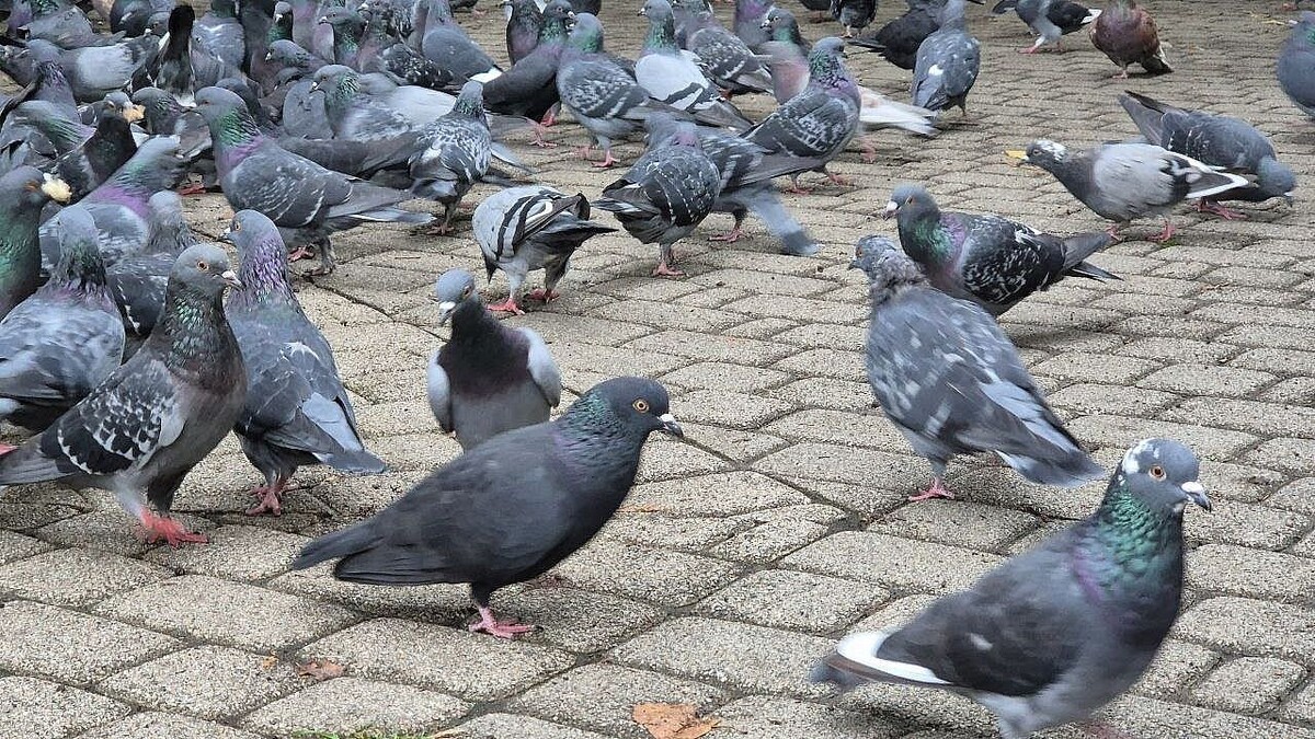    Фото: телеканал «Краснодар»