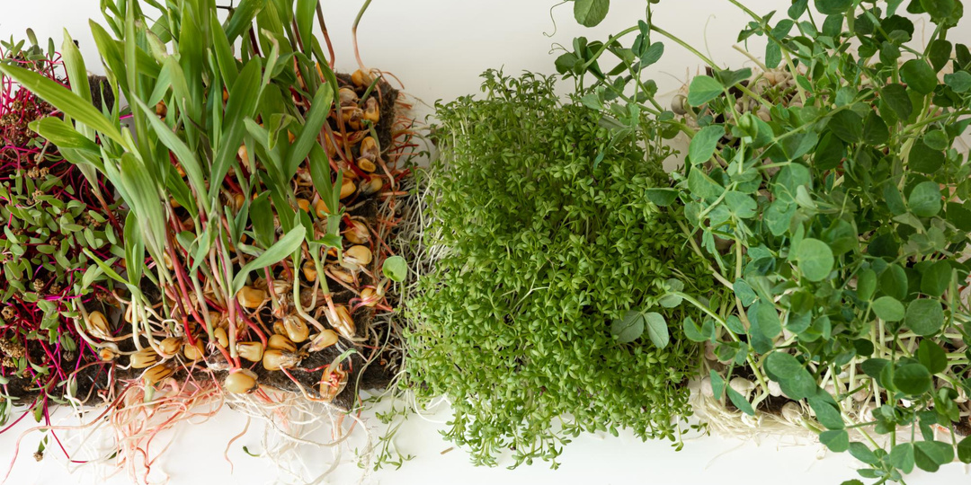 Зелень на подоконнике круглый год: как сделать настоящий мини-огород дома