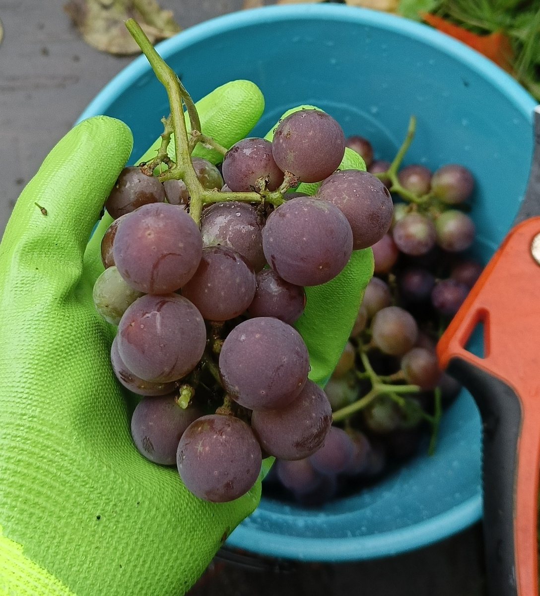 Предположительно сорт Лидия