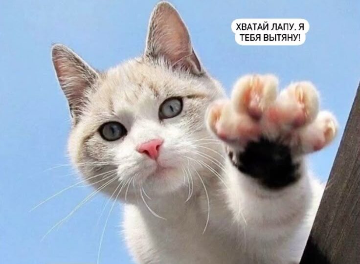 Пушистый юмор