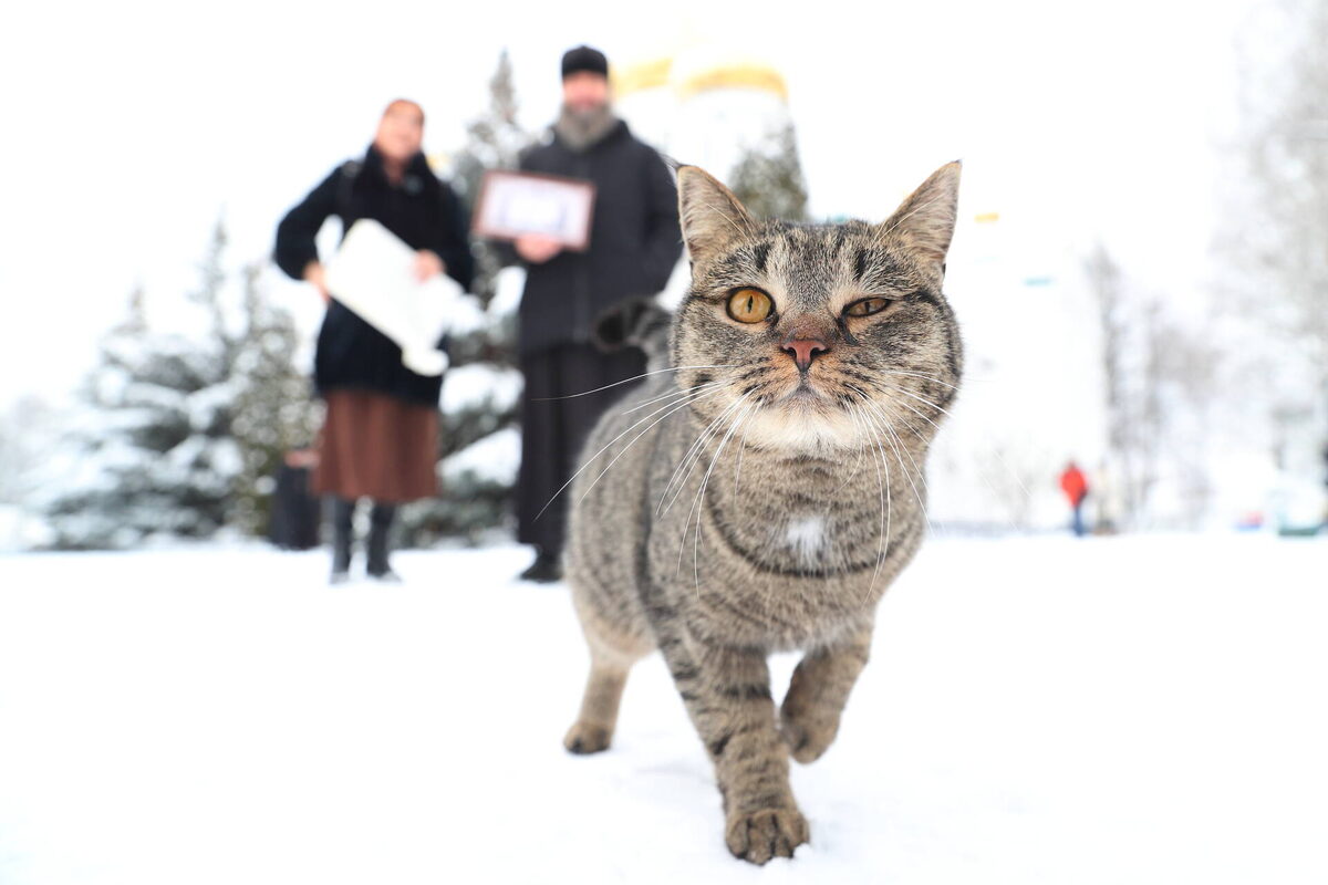 Фото: © Михаил Захаров / «Татар-информ»