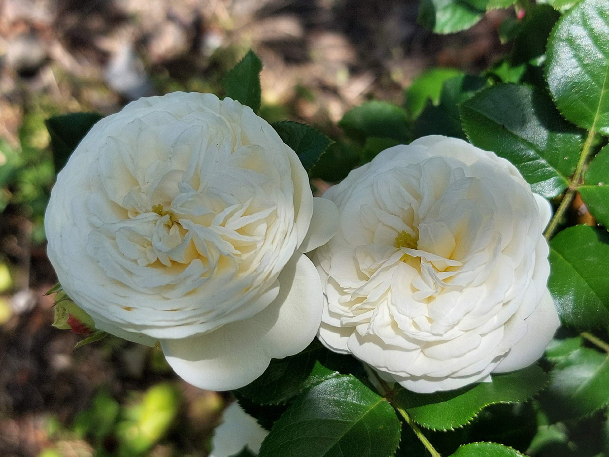 Роза Артемис.