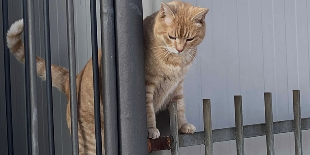 Тестируют ли косметику на животных в 2026? Ответ от химика, который знает законы изнутри