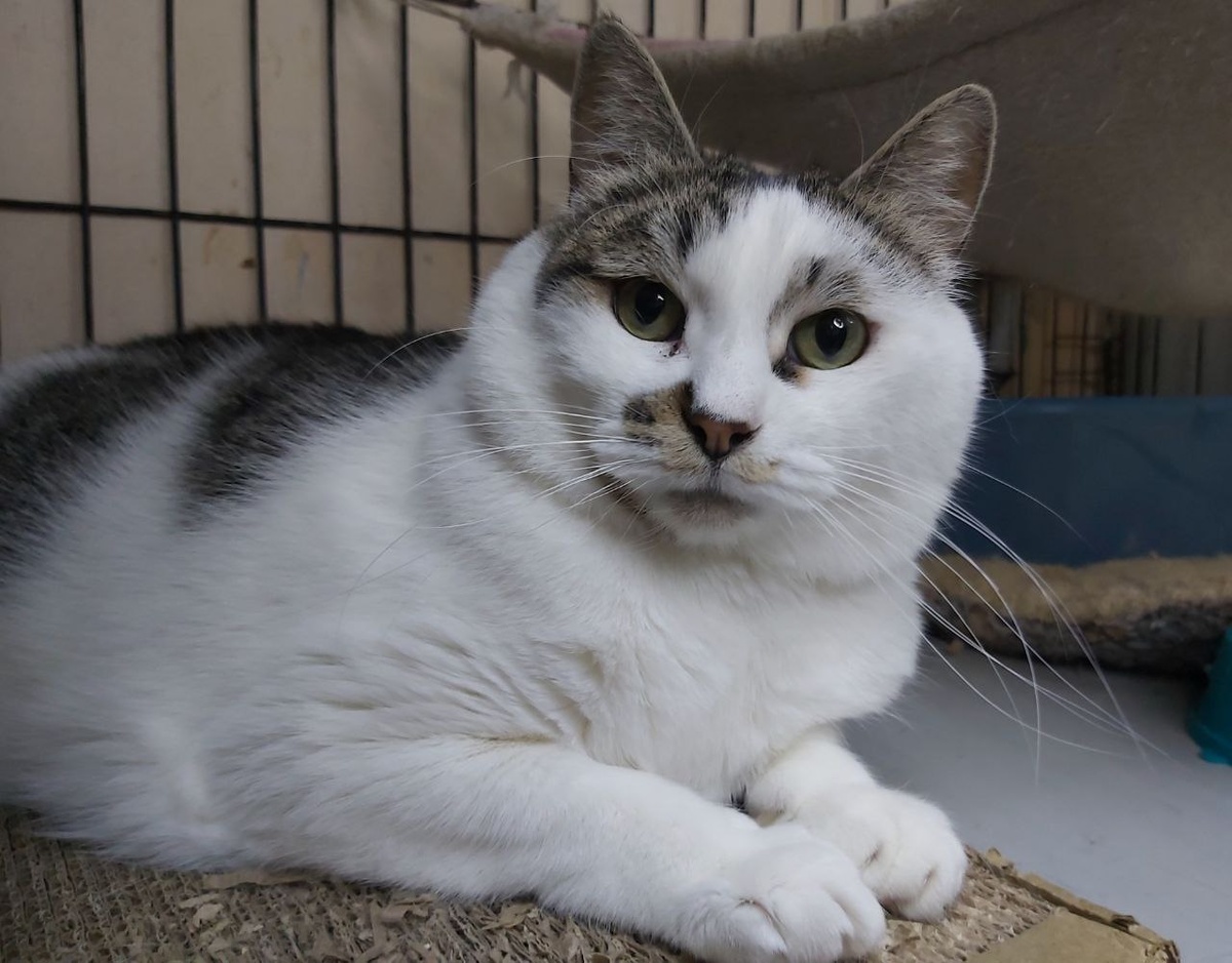 Котик Михей, 5 лет, ласковый котик.