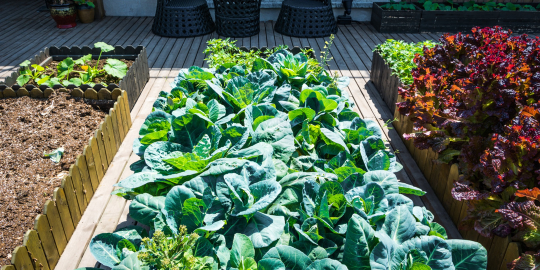 Из года в год сажаете «как обычно» — и теряете урожай на ровном месте