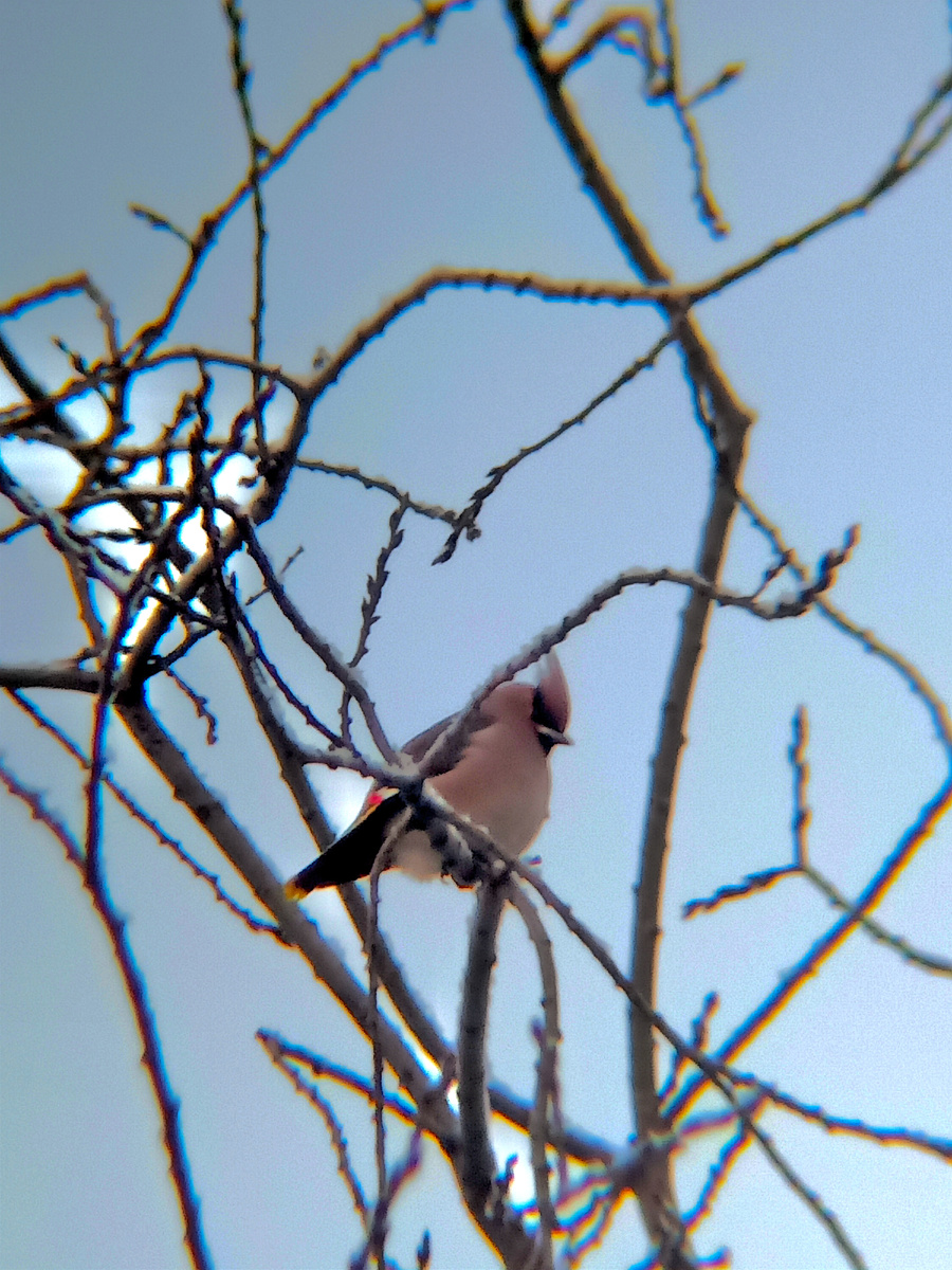 Свиристель