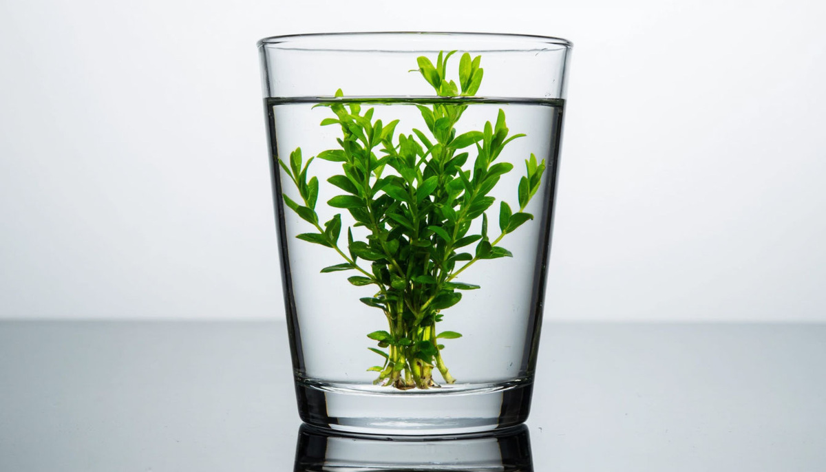 Зелень в стакане