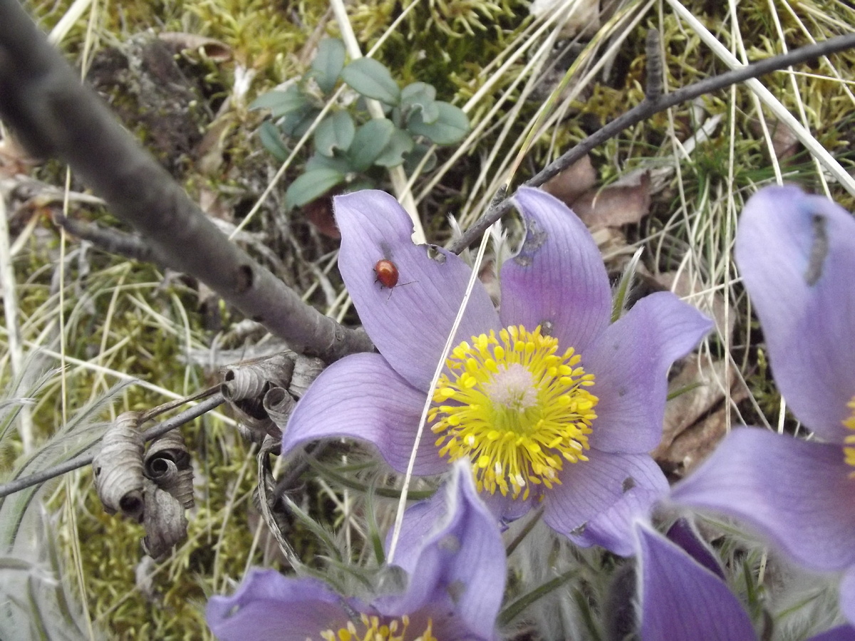 На сон-траве, 05.05.13