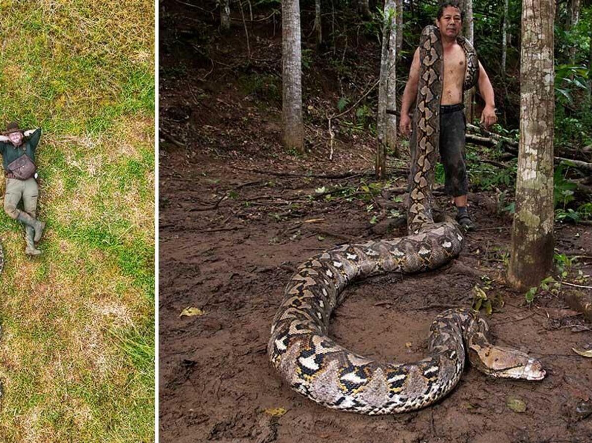    Гигантский самец сетчатого питона (Malayopython reticulatus), обнаруженный в индонезийской провинции Сулавеси | © Фото : Guinness World Records Limited
