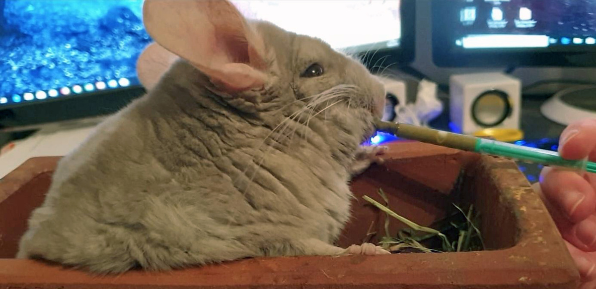 Кормление шиншиллы через шприц. Источник: chinchilla-scientia.com