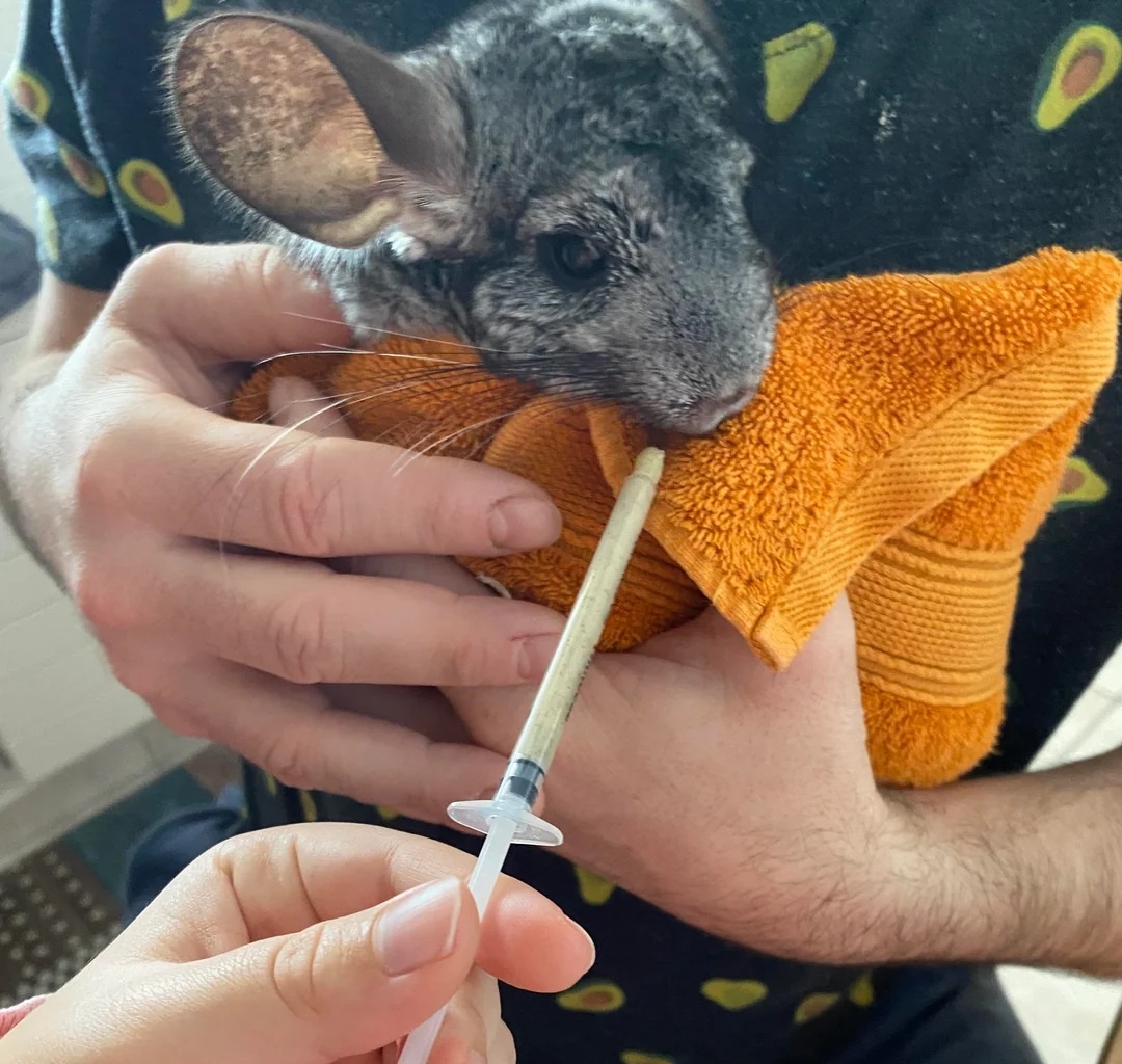 Кормление шиншиллы через шприц. Источник: reddit.com/r/chinchilla