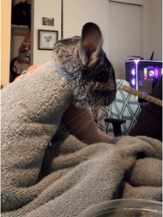 Источник: reddit.com/r/chinchilla/comments/1trhe7t/so_this_is_going_well