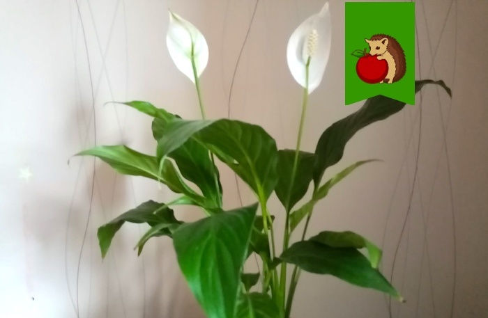 5 главных «нельзя» для спатифиллума: из-за чего он не будет цвести и распушаться, а будет грустным и унылым