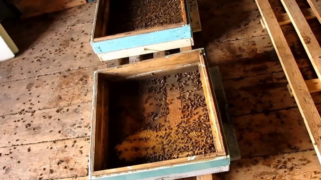 Результат зимовки пчёл на увеличенном подрамочном пространстве.