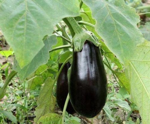 И не забывайте раскислять почву доломитовой мукой (вносят осенью или за 2–4 недели до посадки).