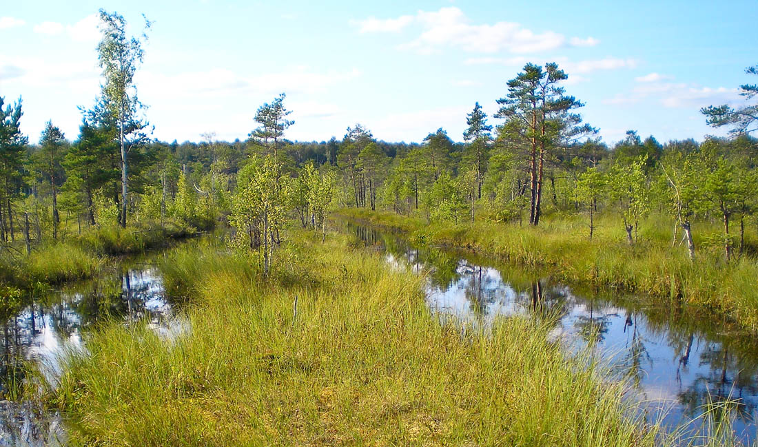Берендеево болото