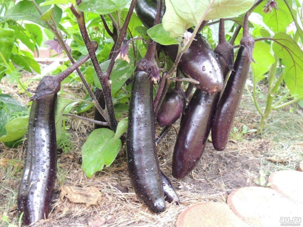 король севера