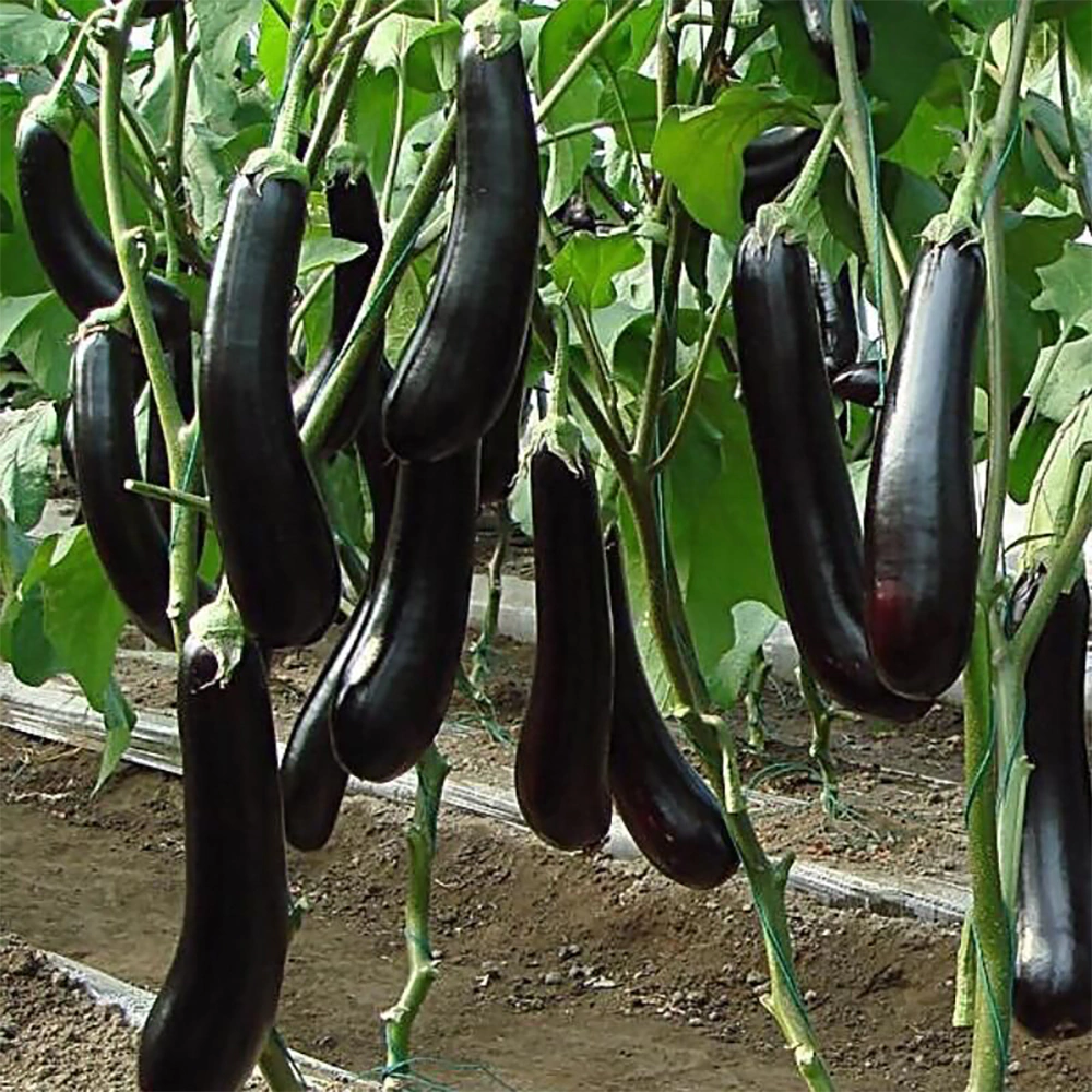 Фиолетовый длинный