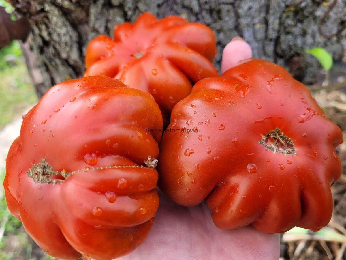 Цветок Реагир