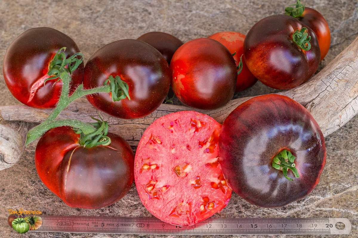 Индиго Яблоко