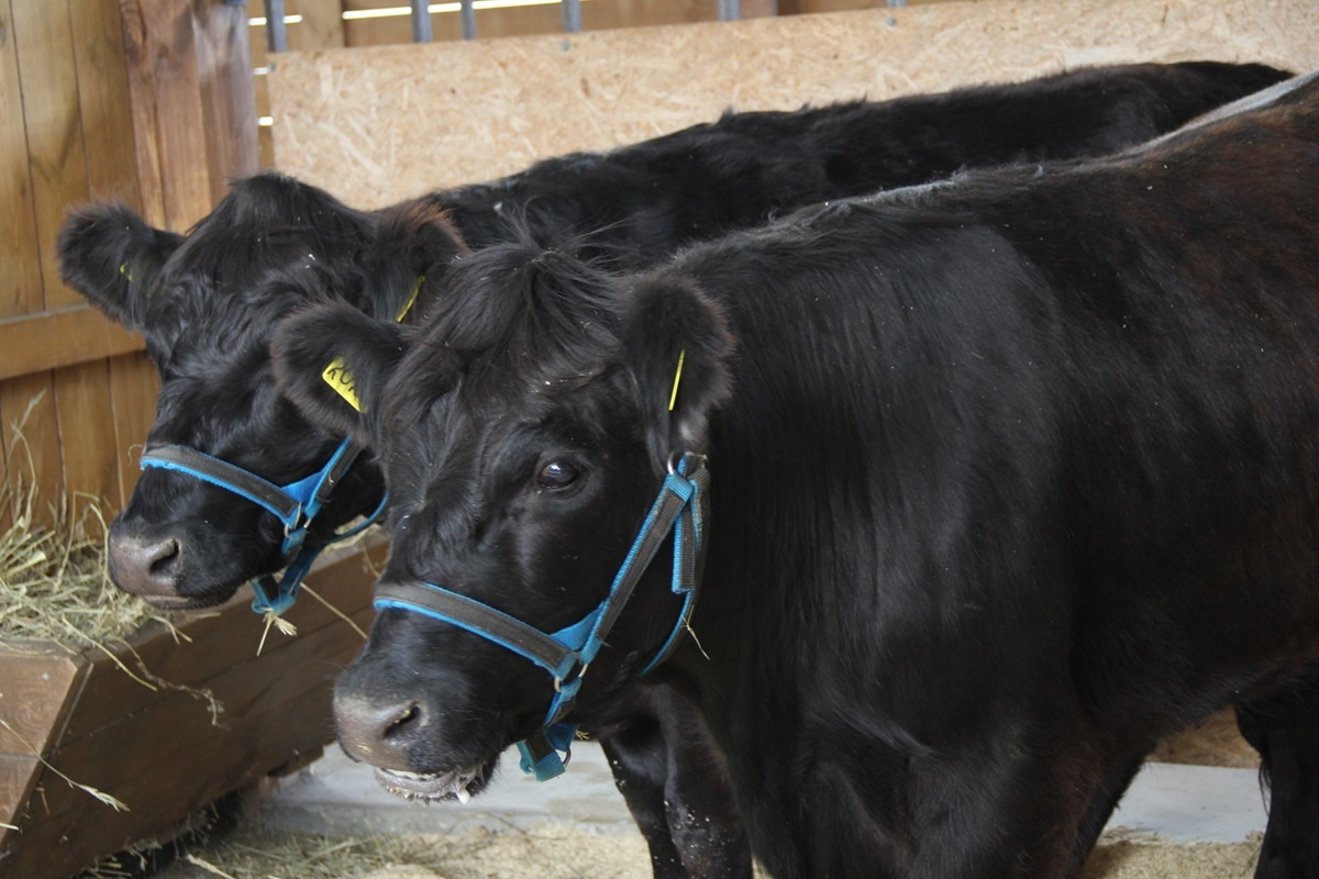    Фото: Алтайский Россельхознадзор, источник t.me rshn_alt