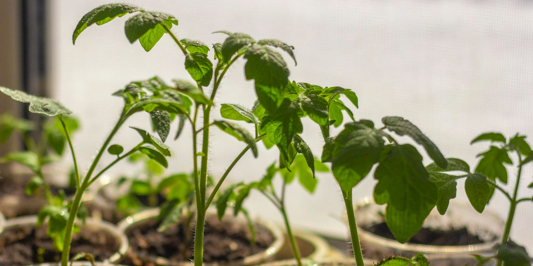 Ранние посевы: что важно учесть в феврале