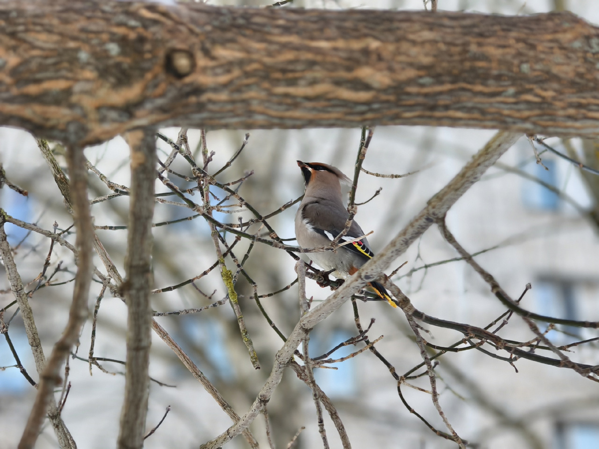 Свиристель. Перелётная птица. Летит туда, где зима