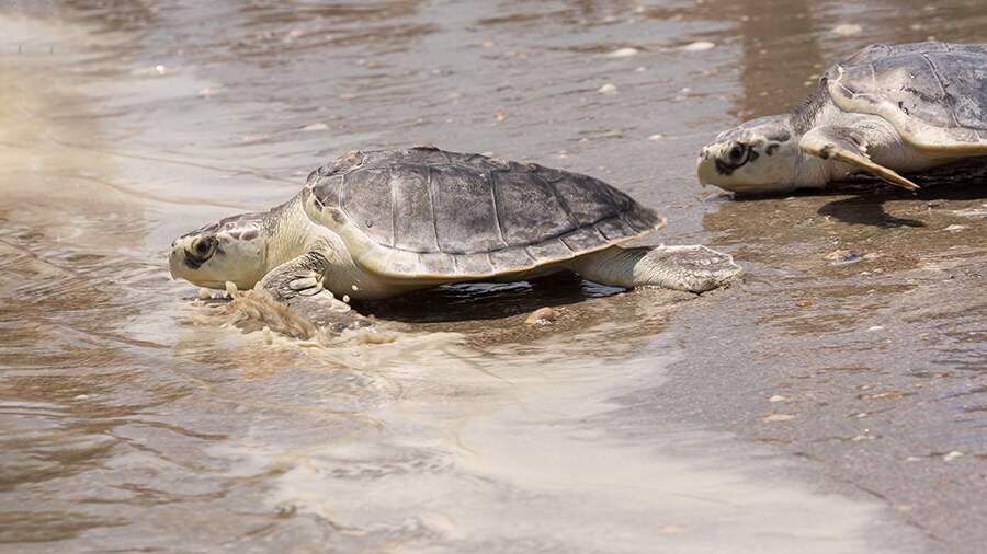    Фото: Global Look Press/Richard Ellis