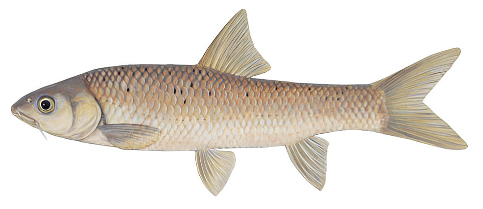 Labeobarbus natalensis