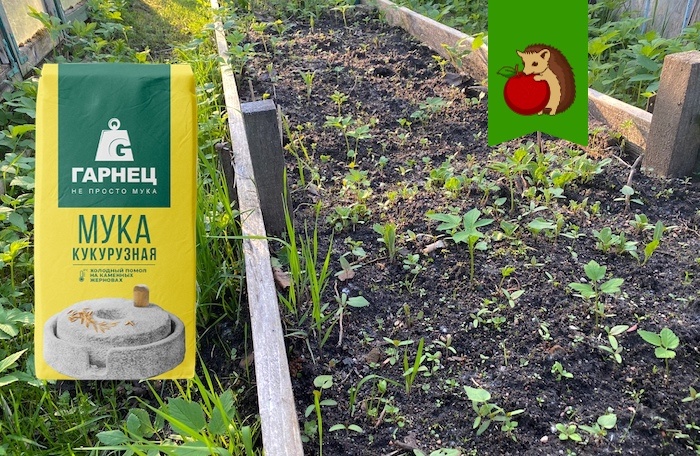 Чем кукурузная мука может здорово пригодиться в огороде: 3 проблемы, которые она поможет решить