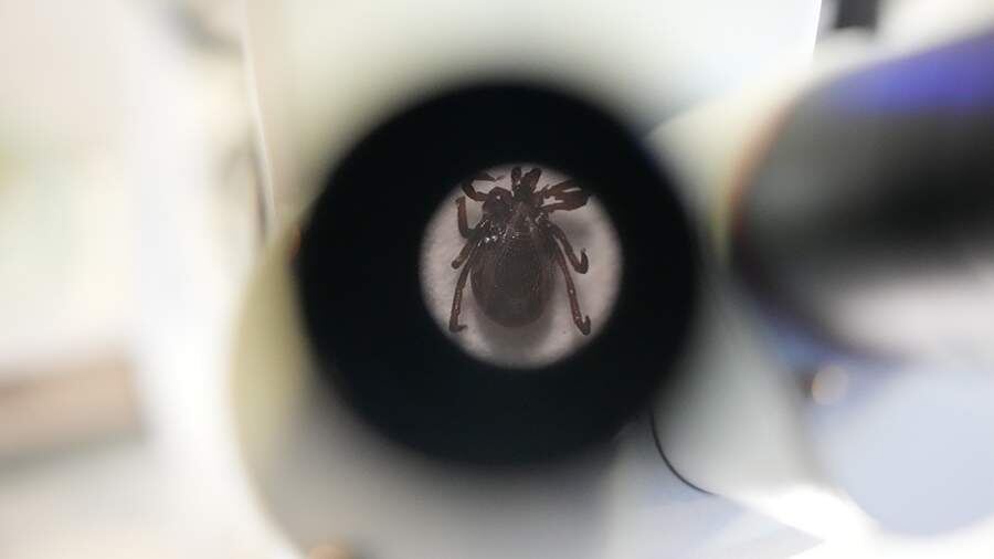    Фото: ИЗВЕСТИЯ/Дмитрий Коротаев