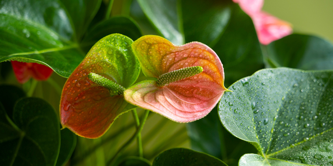 Ароидные по правилам: как выбрать грунт, удобрения и режим ухода