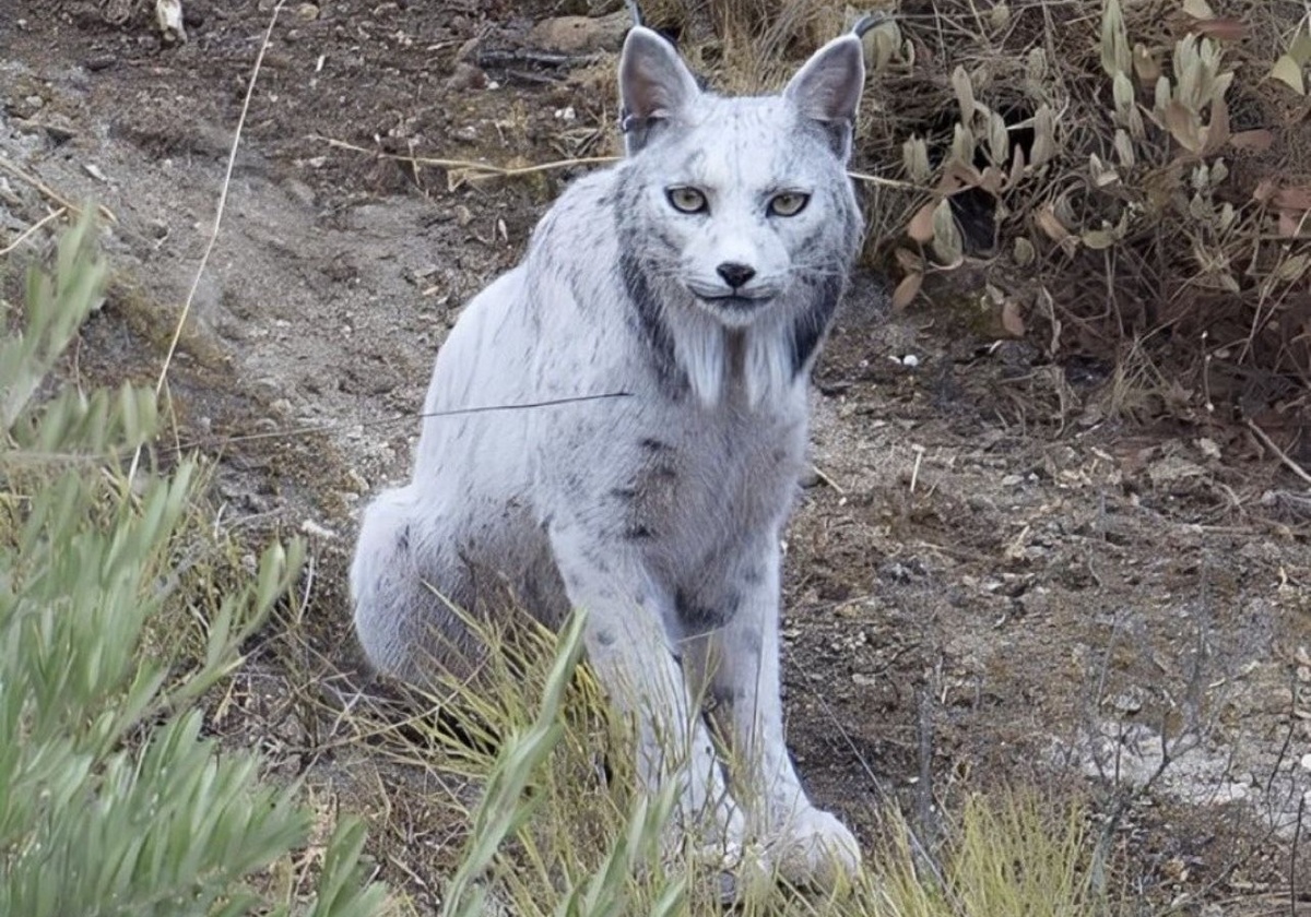 Канадская рысь